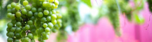 Banner_Schaumwein