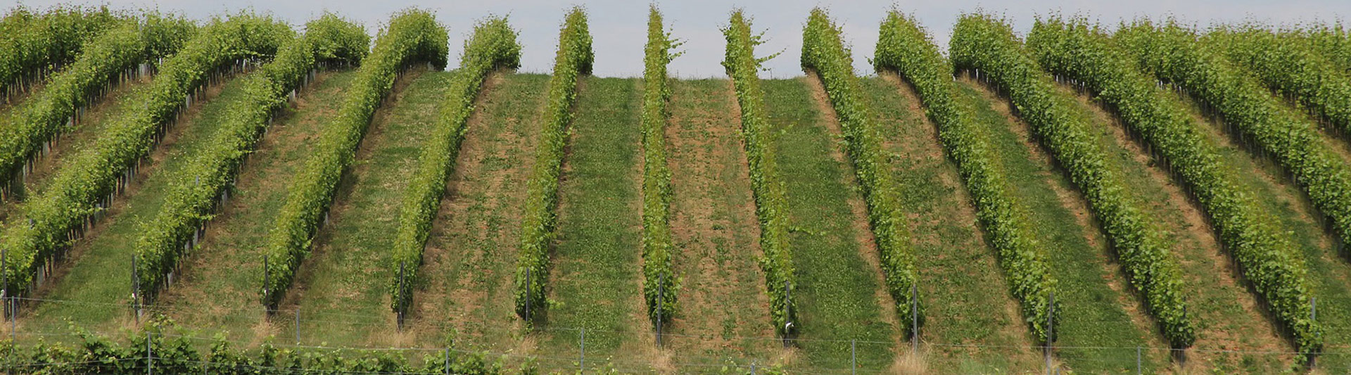 Weißweine