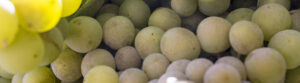 Banner Bouvier