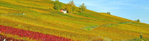 Test Bild Alt Text 1