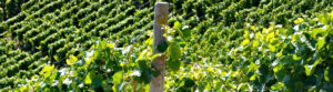 Alt Text Test Bild 1.1