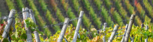 Cuvée Rosé santo.shop