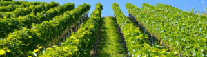 Pinot Noir santo.shop