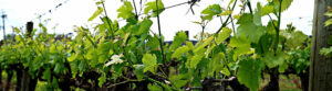 Sauvignon Blanc santo.shop
