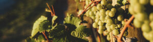 Sekt santo.shop