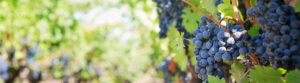 Syrah santo.shop