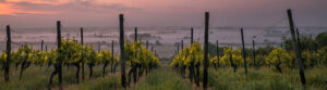 Weißburgunder santo.shop