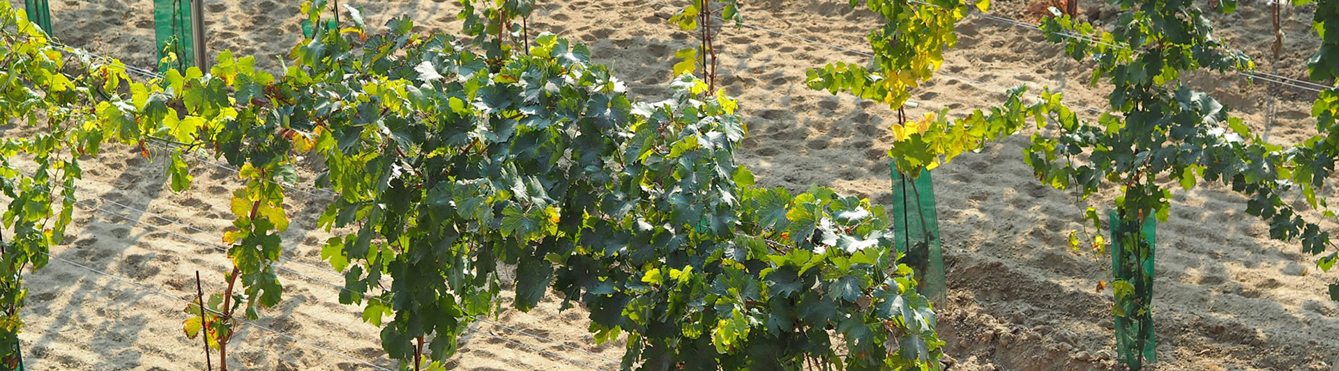 Zweigelt Rosé