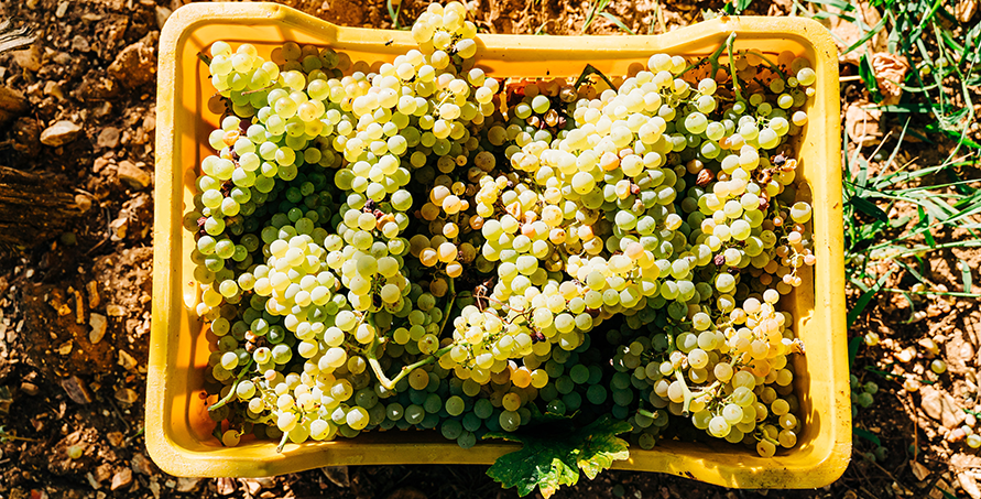 Bild_Weinernte_mobile Weinglas auf Trauben